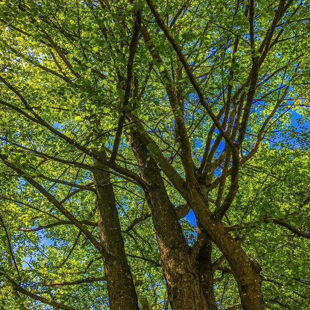 Low angle view of trees in forest