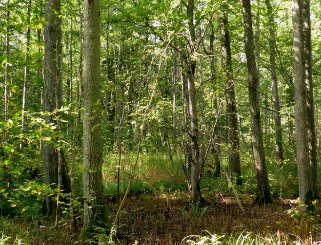 Low angle view of trees in the forest