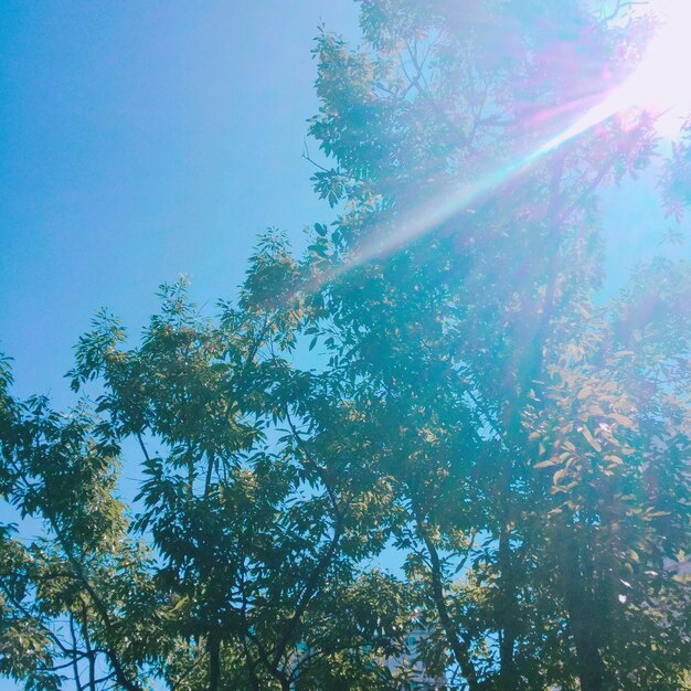 Low angle view of trees in forest