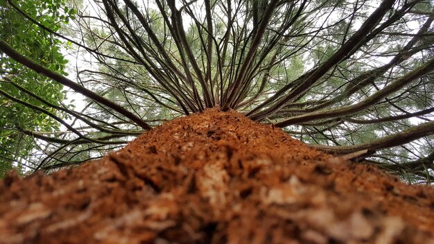 Low angle view of trees in forest