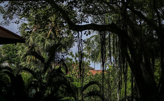 low angle view of trees in forest
