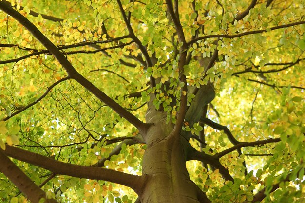 Foto vista ad angolo basso degli alberi nella foresta