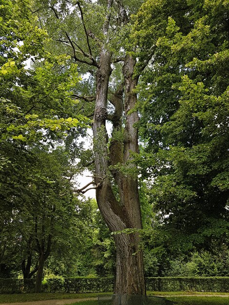 Low angle view of trees in forest