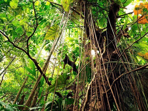 Low angle view of trees in forest