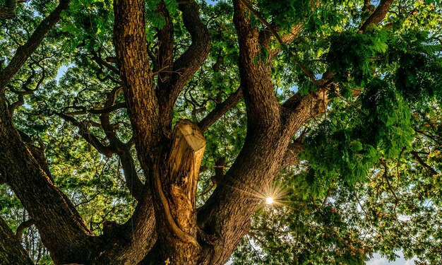 Foto vista ad angolo basso degli alberi nella foresta