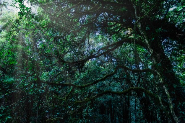 Photo low angle view of trees in forest