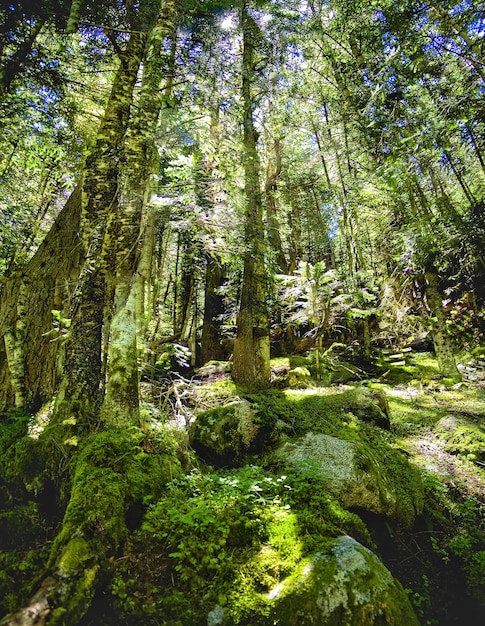 Foto vista ad angolo basso degli alberi nella foresta