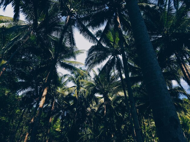 Photo low angle view of trees in forest