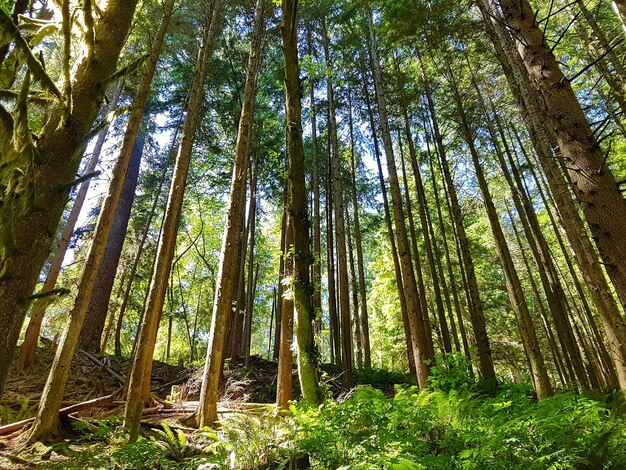 Low angle view of trees in forest