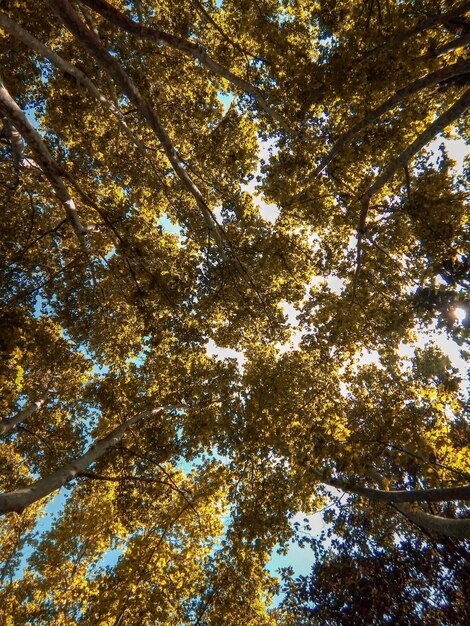 Foto vista ad angolo basso degli alberi nella foresta