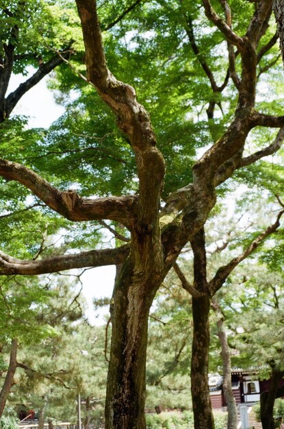 Low angle view of trees in forest