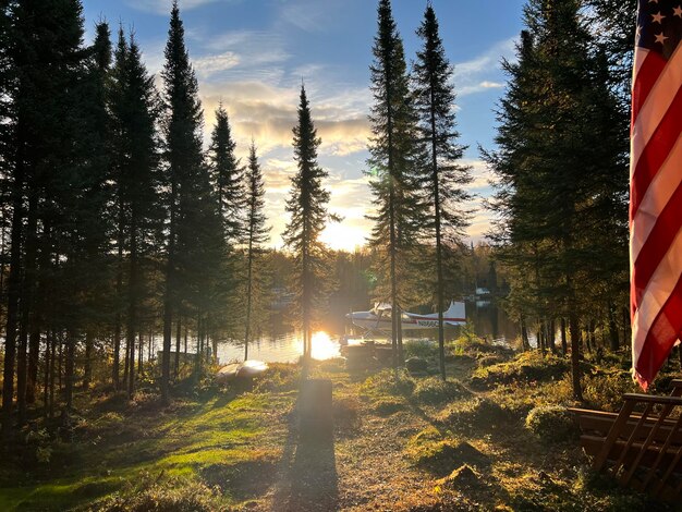 Foto vista ad angolo basso degli alberi nella foresta