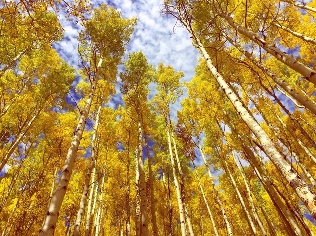 Photo low angle view of trees in forest