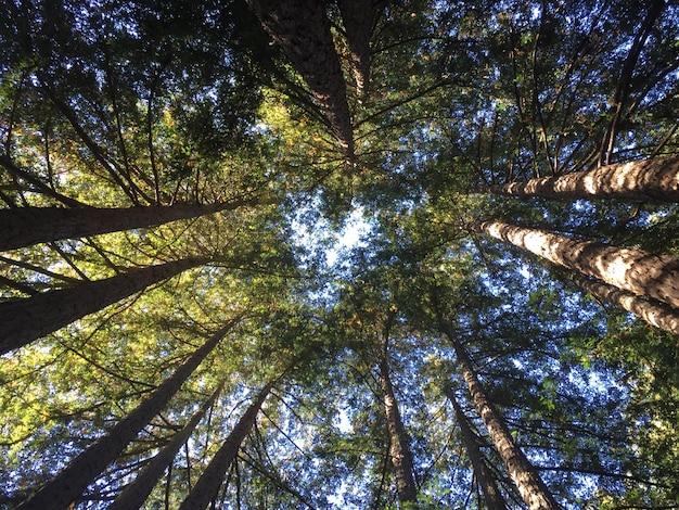 Foto vista ad angolo basso degli alberi nella foresta