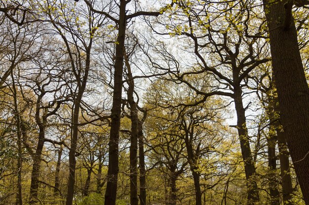 Foto vista ad angolo basso degli alberi nella foresta