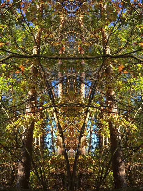 Photo low angle view of trees in forest