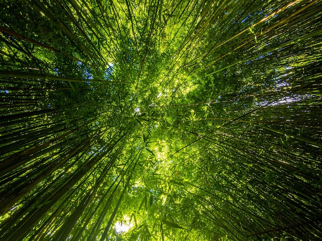 Low angle view of trees in forest