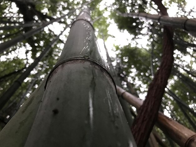 Foto vista ad angolo basso degli alberi nella foresta