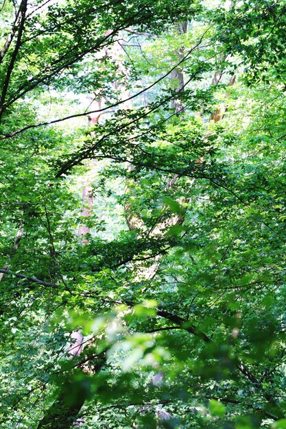 Low angle view of trees in forest