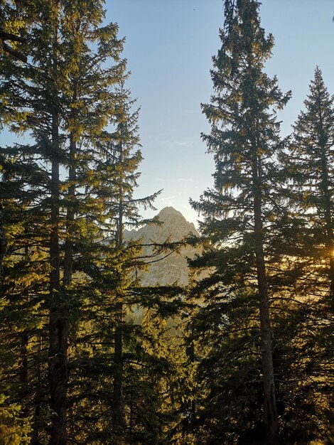 Photo low angle view of trees in forest