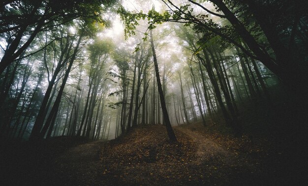 Low angle view of trees in forest