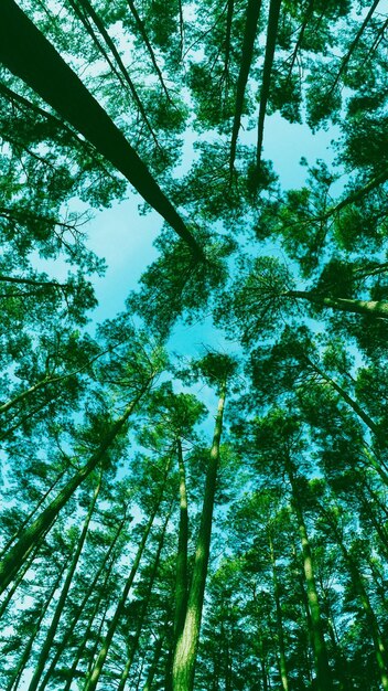 Vista ad angolo basso degli alberi nella foresta