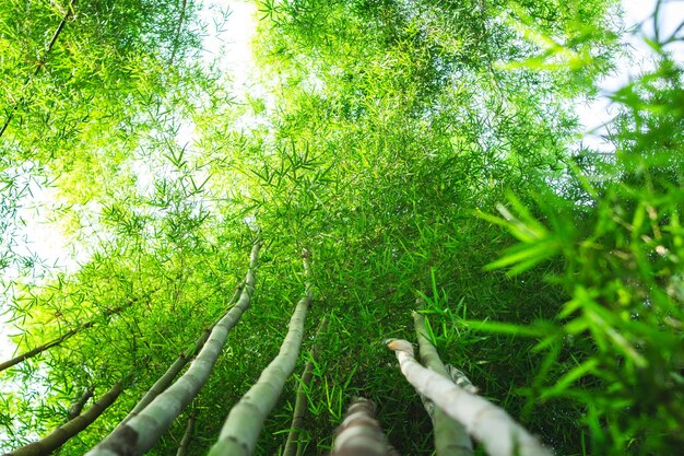 Low angle view of trees in forest