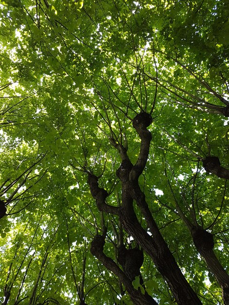 Low angle view of trees in forest