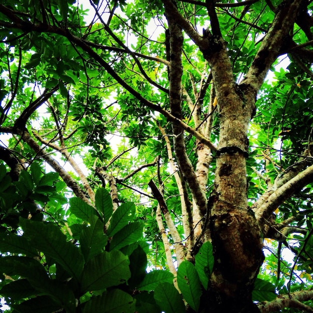 Photo low angle view of trees in forest