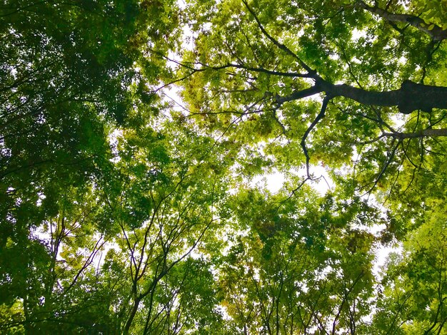 Low angle view of trees in forest