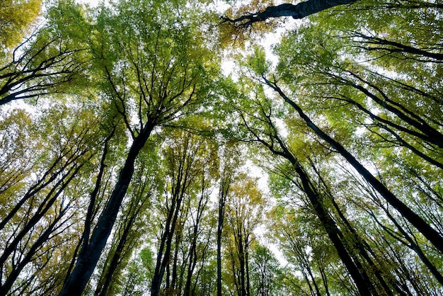 森の木の低角度の視点