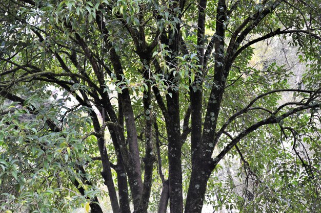 Low angle view of trees in forest