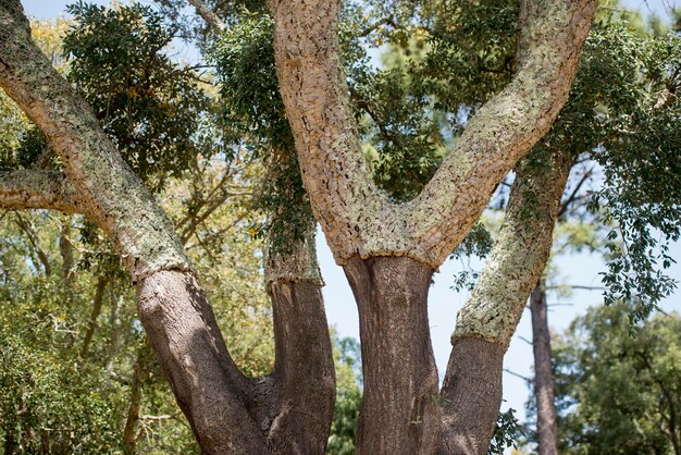 Foto vista ad angolo basso degli alberi nella foresta