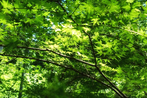 Photo low angle view of trees in forest