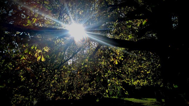 Foto veduta ad angolo basso degli alberi nella foresta