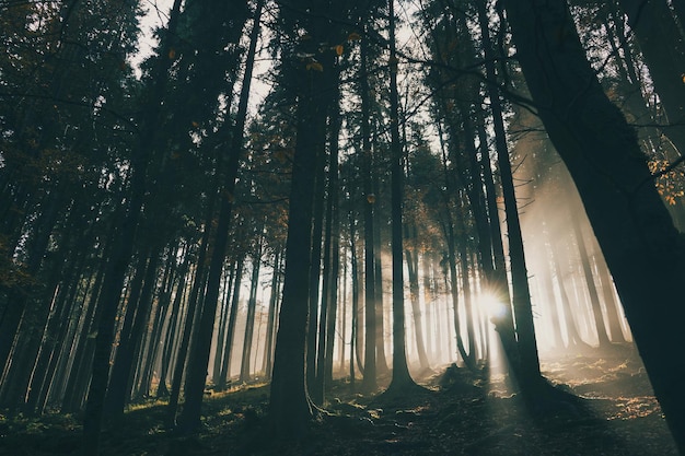 low angle view of trees at forest