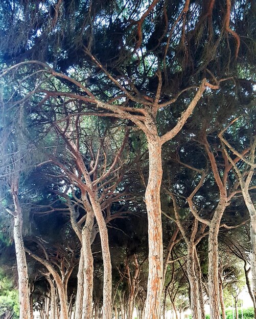 Low angle view of trees in forest