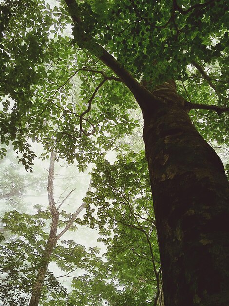 Foto vista ad angolo basso degli alberi nella foresta