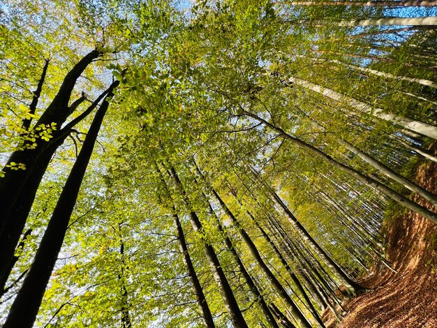 Photo low angle view of trees in forest