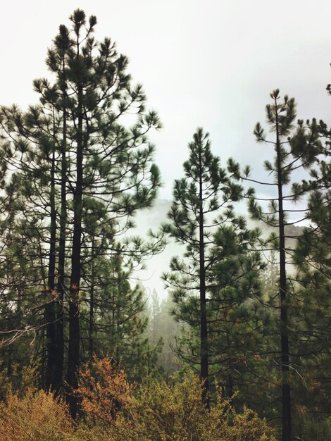 Photo low angle view of trees growing against sky