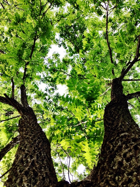 Foto vista ad angolo basso degli alberi che crescono contro il cielo