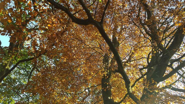 Foto vista ad angolo basso degli alberi che crescono durante l'autunno