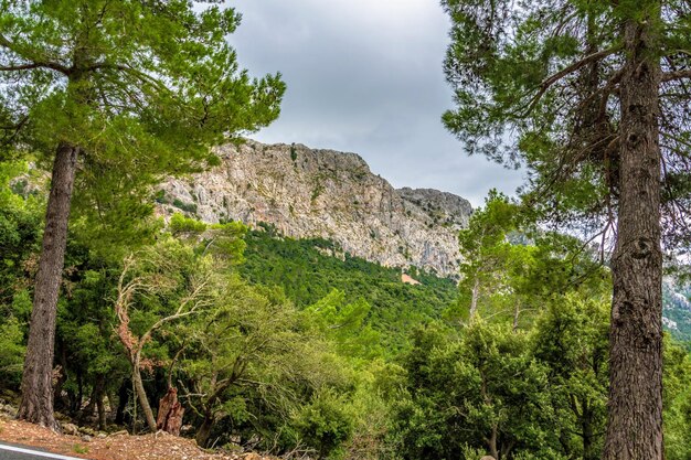 Low angle view of trees growing in forest against sky