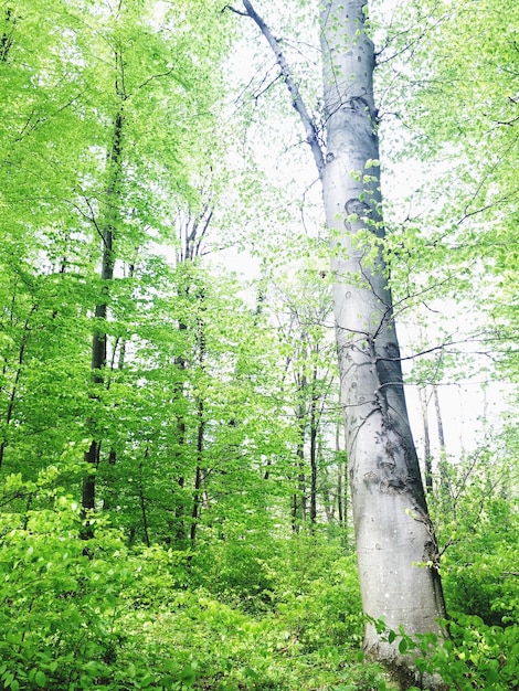 Foto vista ad angolo basso degli alberi che crescono nella foresta durante una giornata di sole