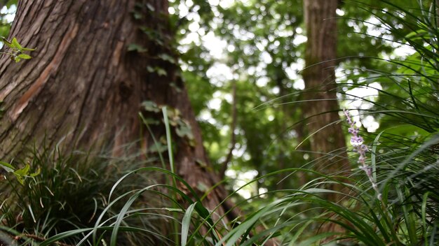 Photo low angle view of trees growing in forest