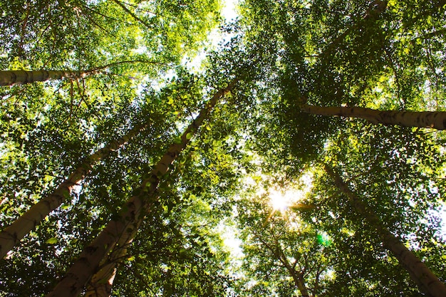 low angle view of trees growing in forest
