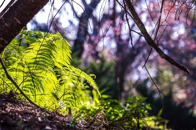 Low angle view of trees growing in forest