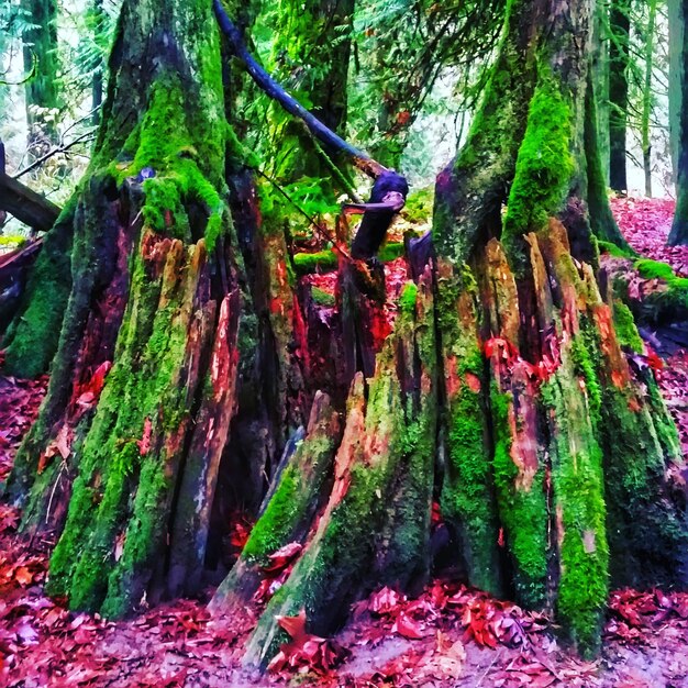 Low angle view of trees growing in forest