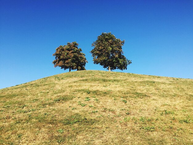 Foto vista ad angolo basso degli alberi che crescono sulla collina contro un cielo limpido