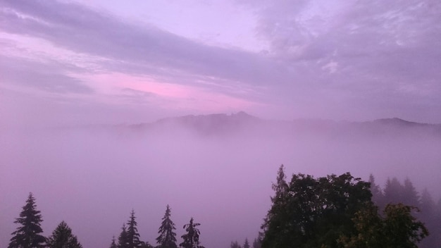 Low angle view of trees growing on mountains during foggy weather